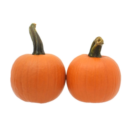 Picture of Pumpkin Tz9929 F1 (Fright Night)